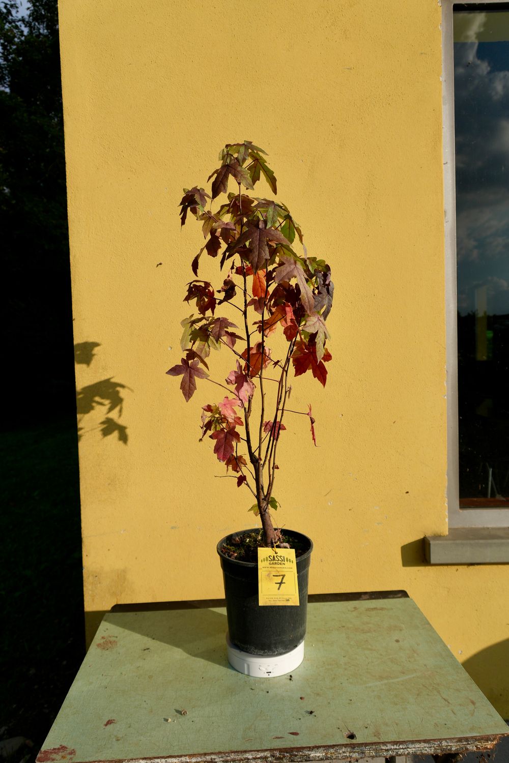 Liquidambar styraciflua, Storace americano, Pezzo Unico n. 7 - 80 cm PREBONSAI, BONSAI