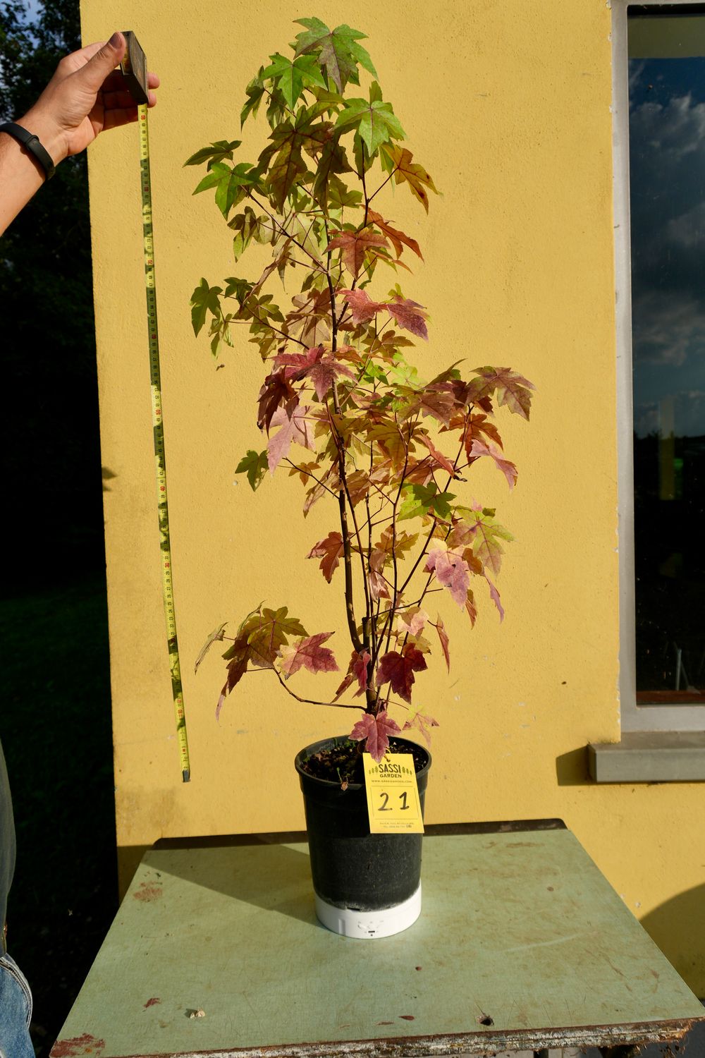 Liquidambar styraciflua, Storace americano, Pezzo Unico n. 21 - h 90 cm PREBONSAI, BONSAI