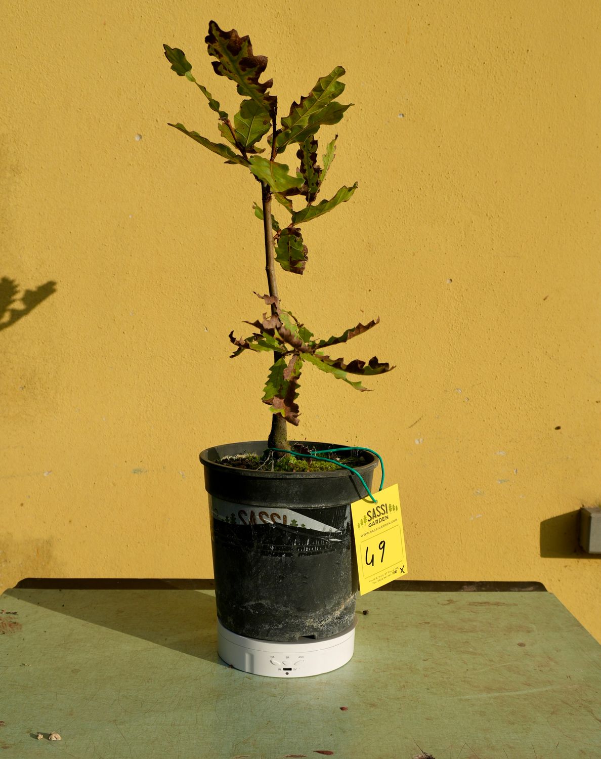 Quercus Petraea, Rovere, Quercia Pezzo Unico n. 49 - h 30 cm PREBONSAI, BONSAI