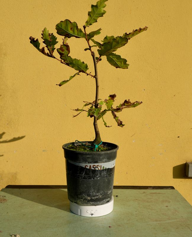 Quercus Petraea, Rovere, Quercia Pezzo Unico n. 49 - h 30 cm PREBONSAI, BONSAI