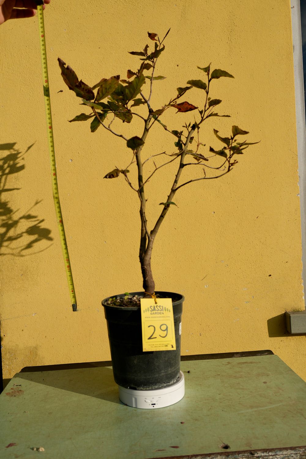 Fagus Sylvatica Atropurpurea, Faggio Rosso, Pezzo Unico n. 29 - h 50 cm PREBONSAI, BONSAI