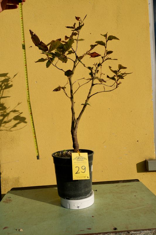 Fagus Sylvatica Atropurpurea, Faggio Rosso, Pezzo Unico n. 29 - h 50 cm PREBONSAI, BONSAI