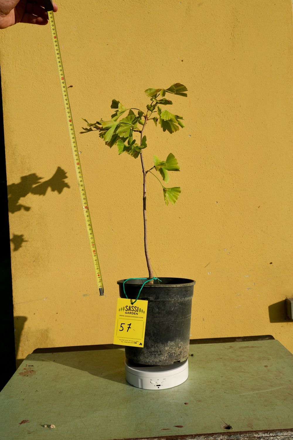 Ginkgo biloba, Pezzo Unico n. 57 - 30 cm PREBONSAI, BONSAI