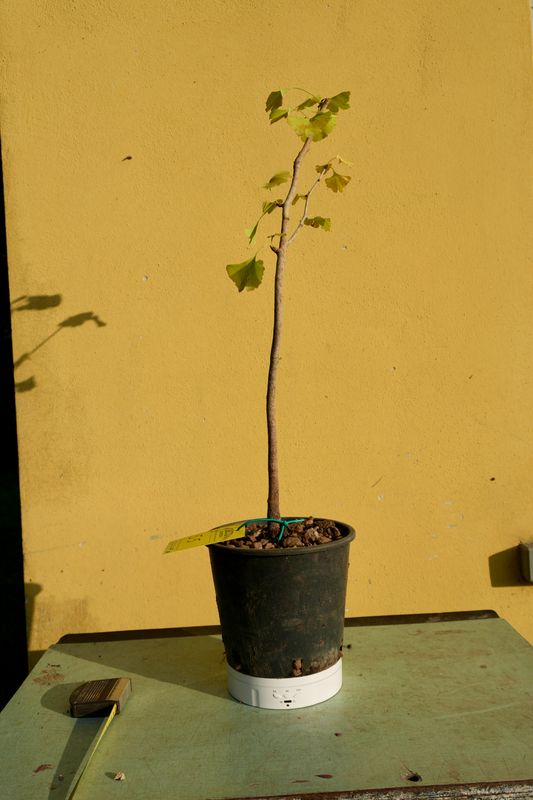 Ginkgo biloba, Pezzo Unico n. 55 - 45 cm PREBONSAI, BONSAI