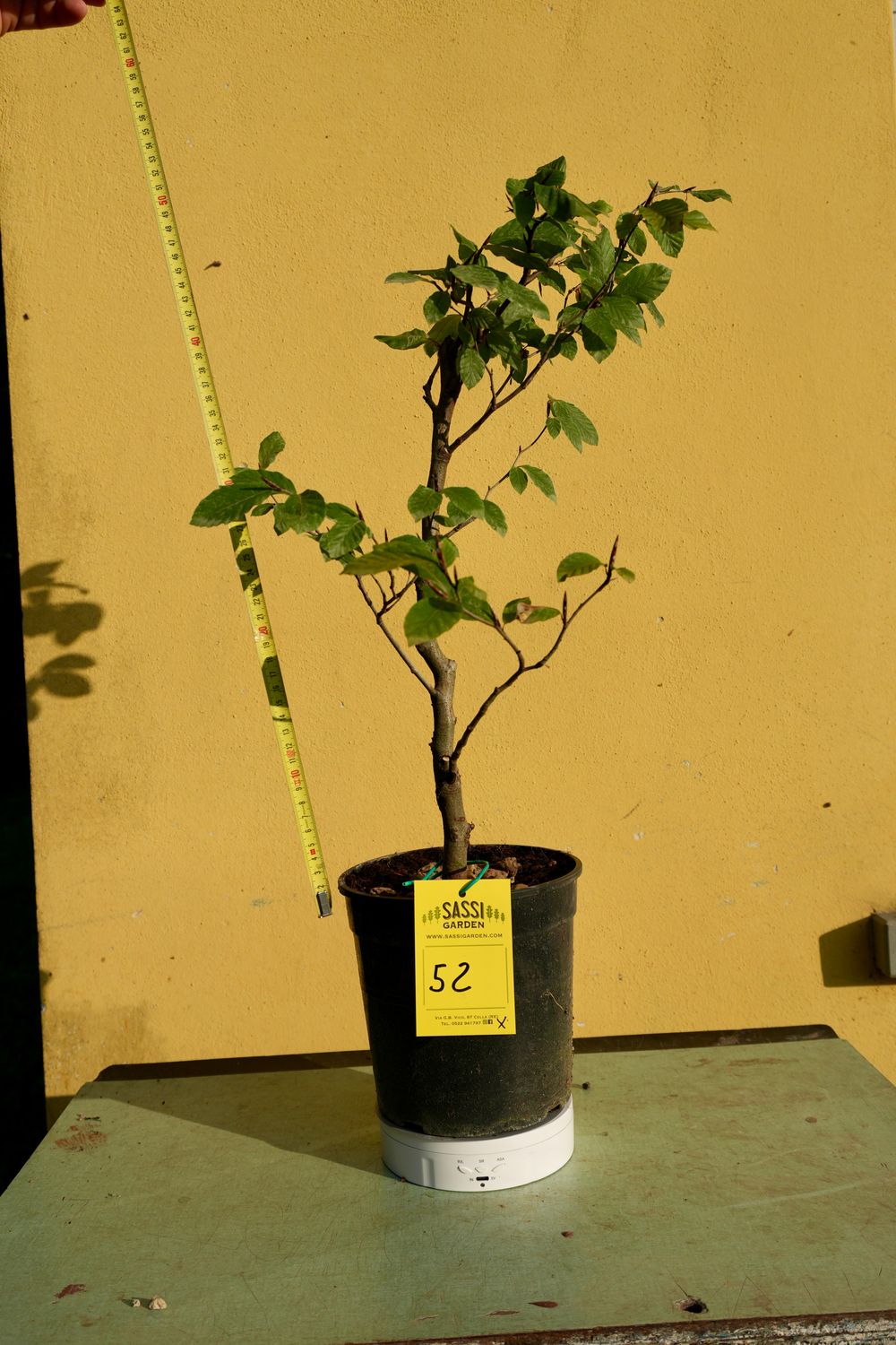Fagus Sylvatica Atropurpurea, Faggio Rosso, Pezzo Unico n. 52 - h 40 cm PREBONSAI, BONSAI