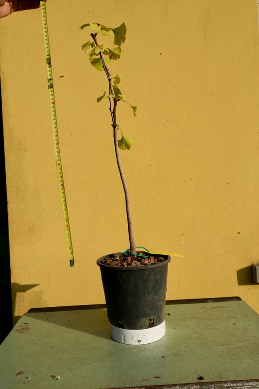 Ginkgo biloba, Pezzo Unico n. 55 - 45 cm PREBONSAI, BONSAI