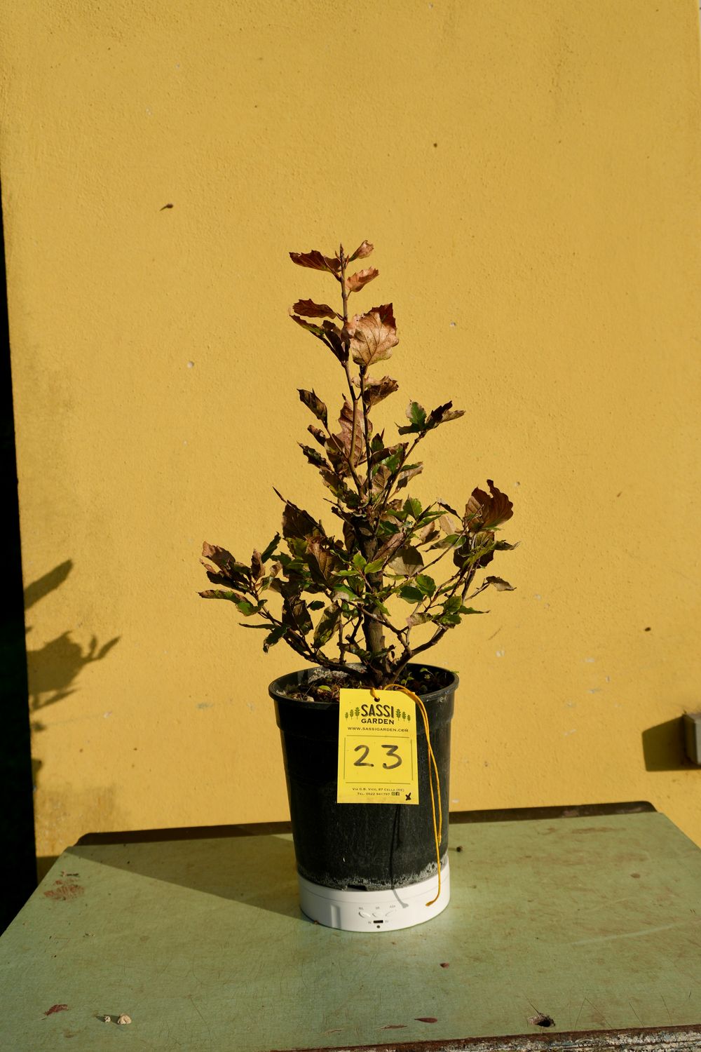 Carpino Bianco, Carpinus Betulus, Pezzo Unico n. 23 - 24 cm PREBONSAI, BONSAI