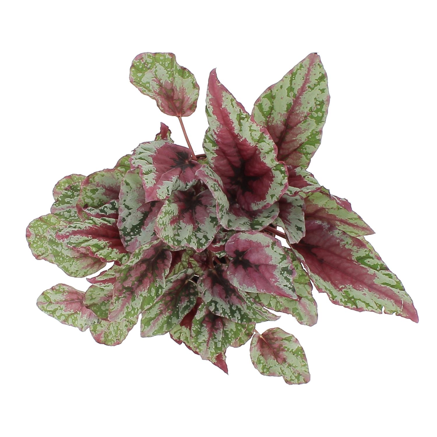 Begonia Blad &#39;Maui sunset&#39; - vaso Ø12 cm