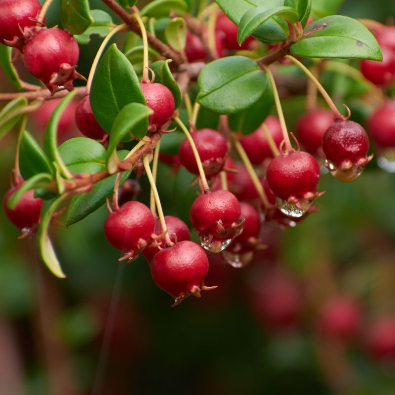 Ugni molinae &#39;Pretty Berry&#39; - Myrtus ugni, ciliegia cilena, Strawberry Myrtle - vaso Ø17 cm