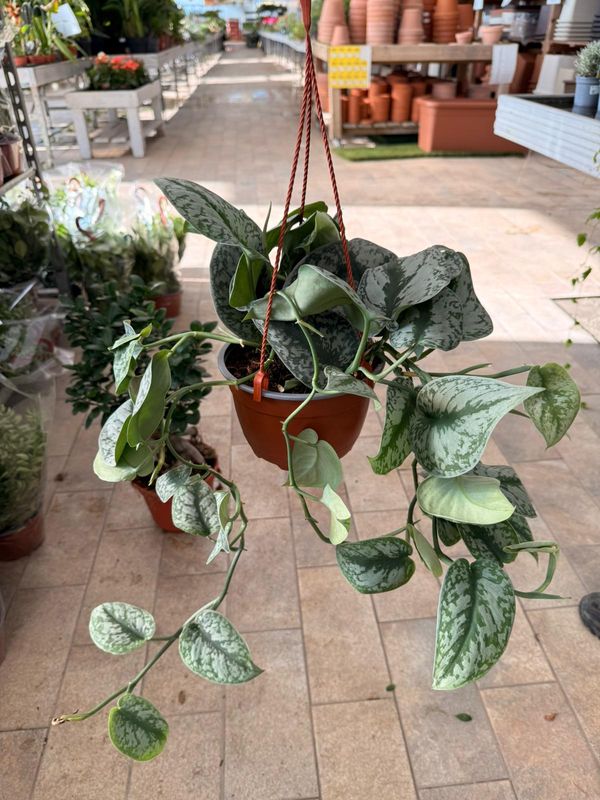 Scindapsus 'Silver Splash', Pothos, Potus, Potos, Epipremnum - Basket Ø17 cm