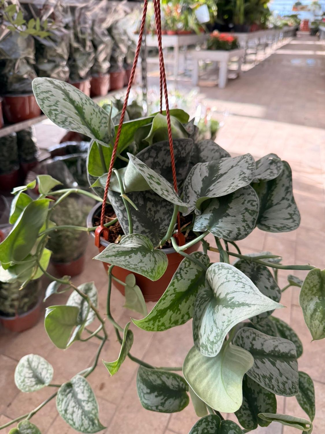 Scindapsus &#39;Silver Splash&#39;, Pothos, Potus, Potos, Epipremnum - Basket Ø17 cm