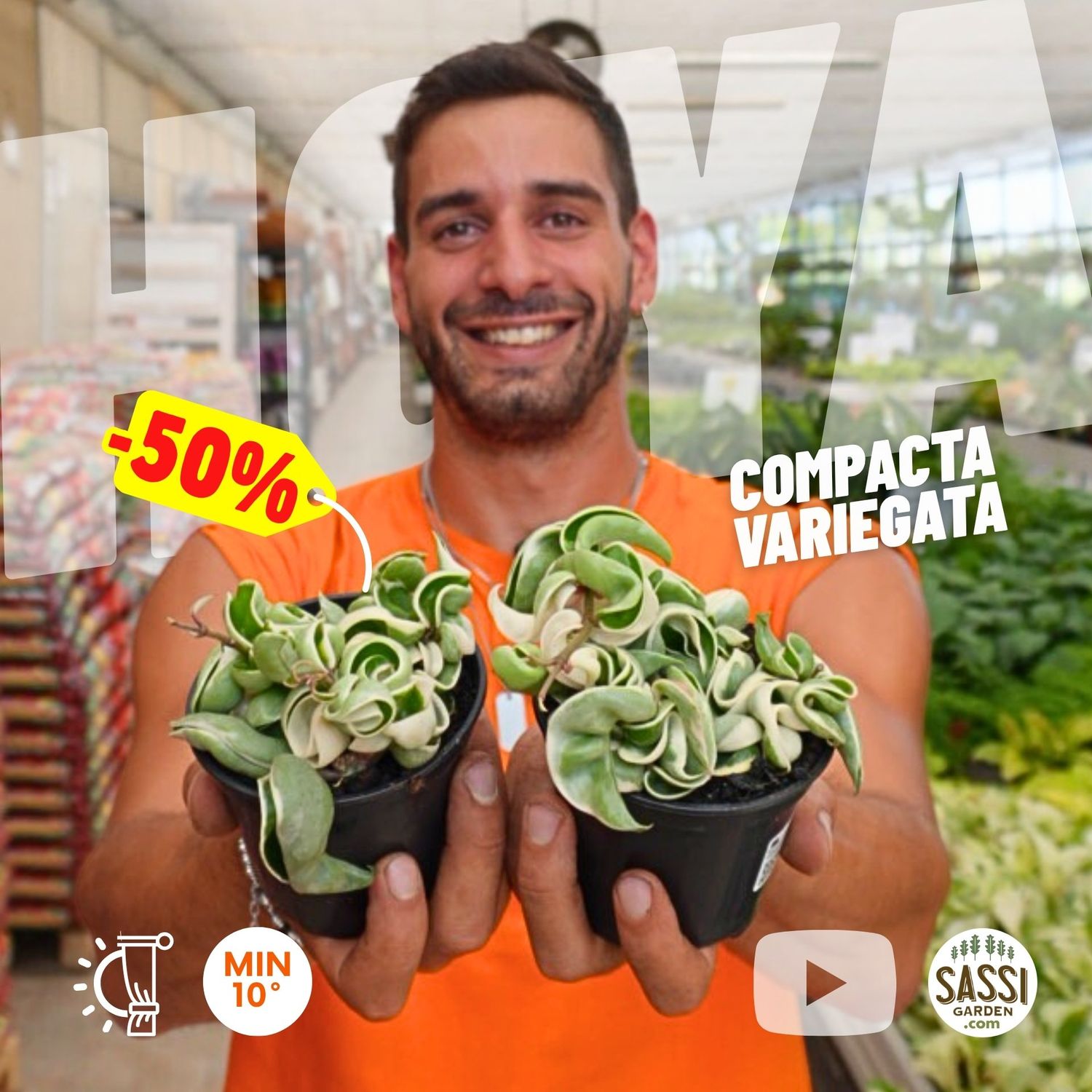 Hoya carnosa &#39;Compacta Variegata&#39;, Fiore di Cera - vaso Ø10 cm