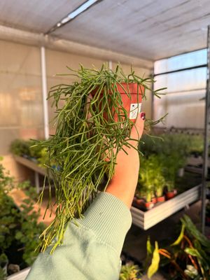 Rhipsalis Clavata 'Easy sweety' - vaso Ø11 Rhipsalis Clavata 'Easy sweety' - vaso Ø11