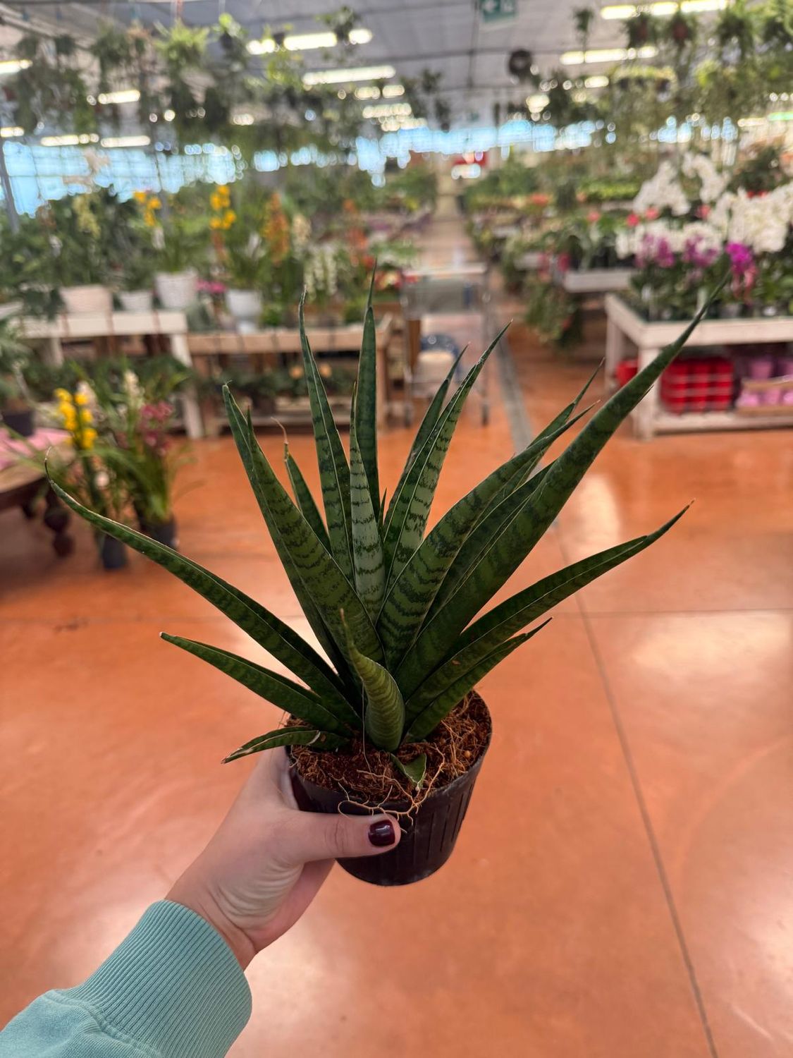 Sanseveria, Sansevieria trifasciata &#39;Pineapple&#39; - vaso Ø10 cm