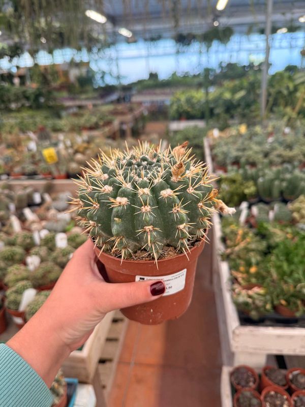 Notocactus Mammulosus - vaso Ø12 cm