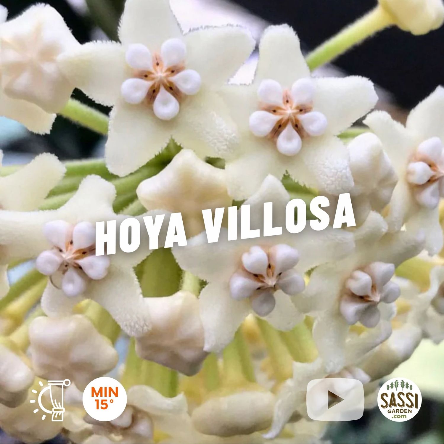 Hoya villosa, Hoya Pelosa - vaso Ø9 cm Hoya villosa, Hoya Pelosa - vaso Ø9 cm