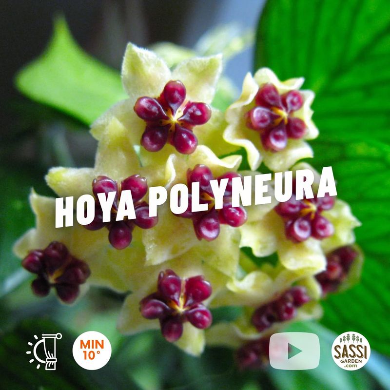 Hoya polyneura, hoya pesce o hoya a foglia di pesce, hoya pesciolino - vaso Ø10 cm