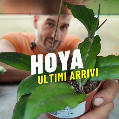 HOYA NOVITA&#39;