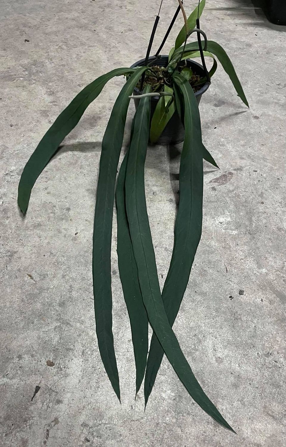 Anthurium vittarifolium - anthurium a foglie nastriformi - vaso Ø14 cm