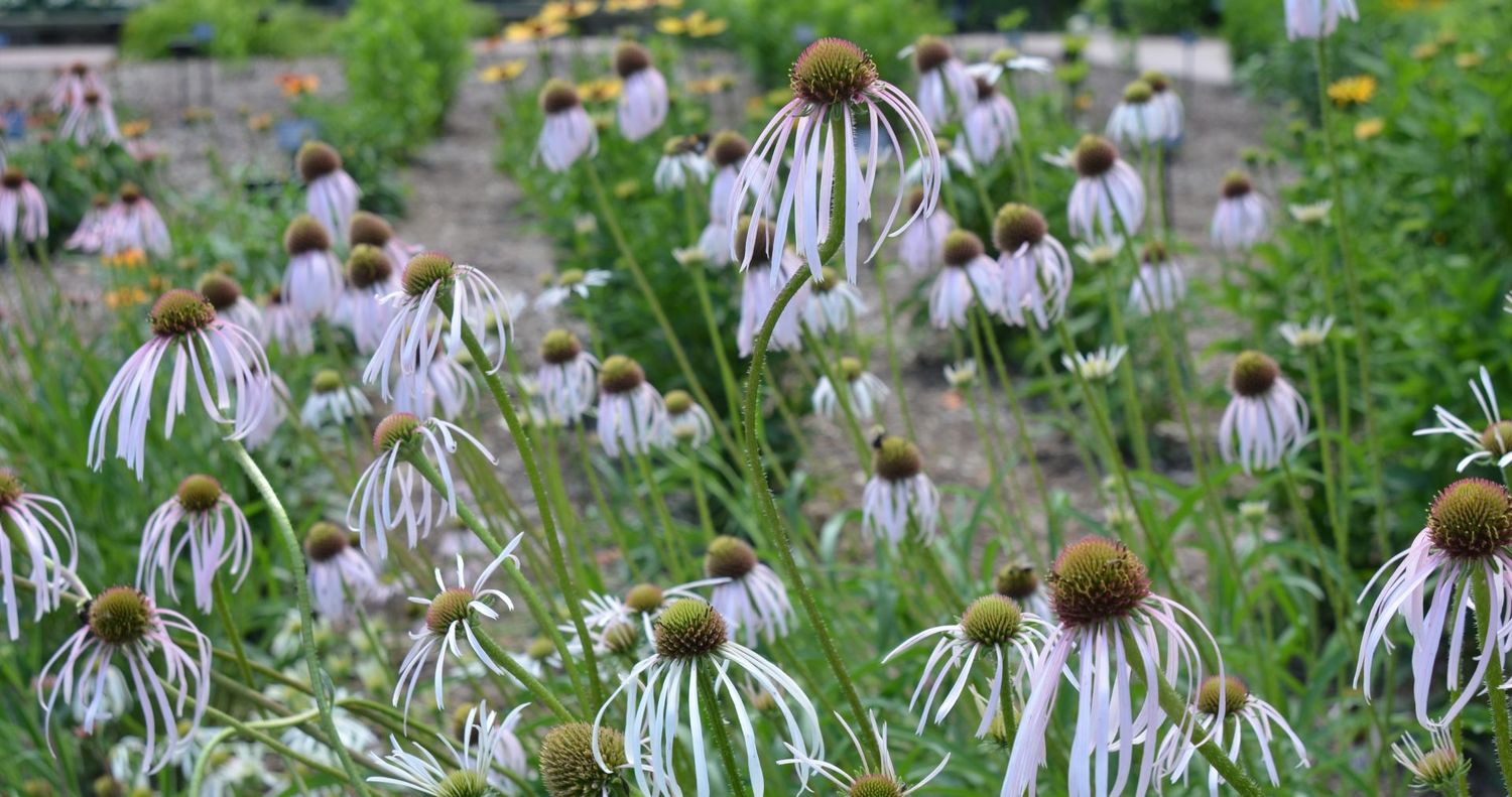 Echinacea purpurea &#39;Pallida Hula Dancer &#39; - vaso Ø12 cm quadrato