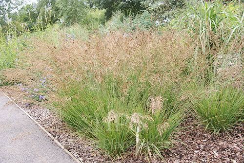 Molinia caerulea &#39;Edith Dadswell&#39; - vaso 17