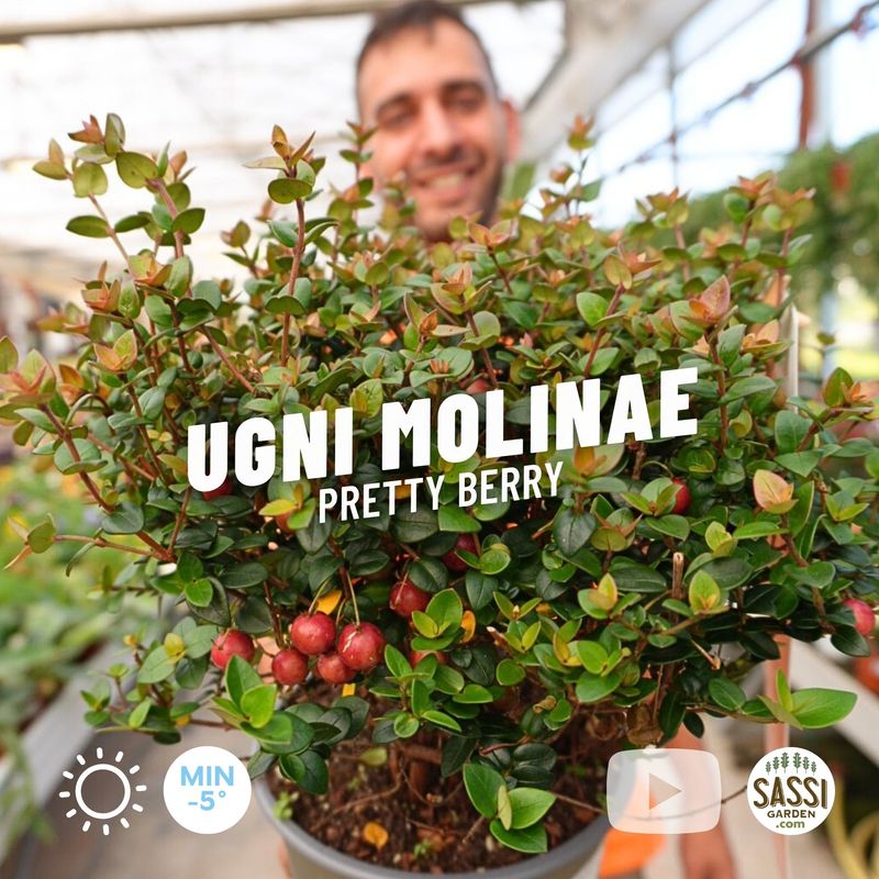 Ugni molinae &#39;Pretty Berry&#39;, Myrtus ugni, Ciliegia cilena, Strawberry Myrtle - vaso Ø17 cm