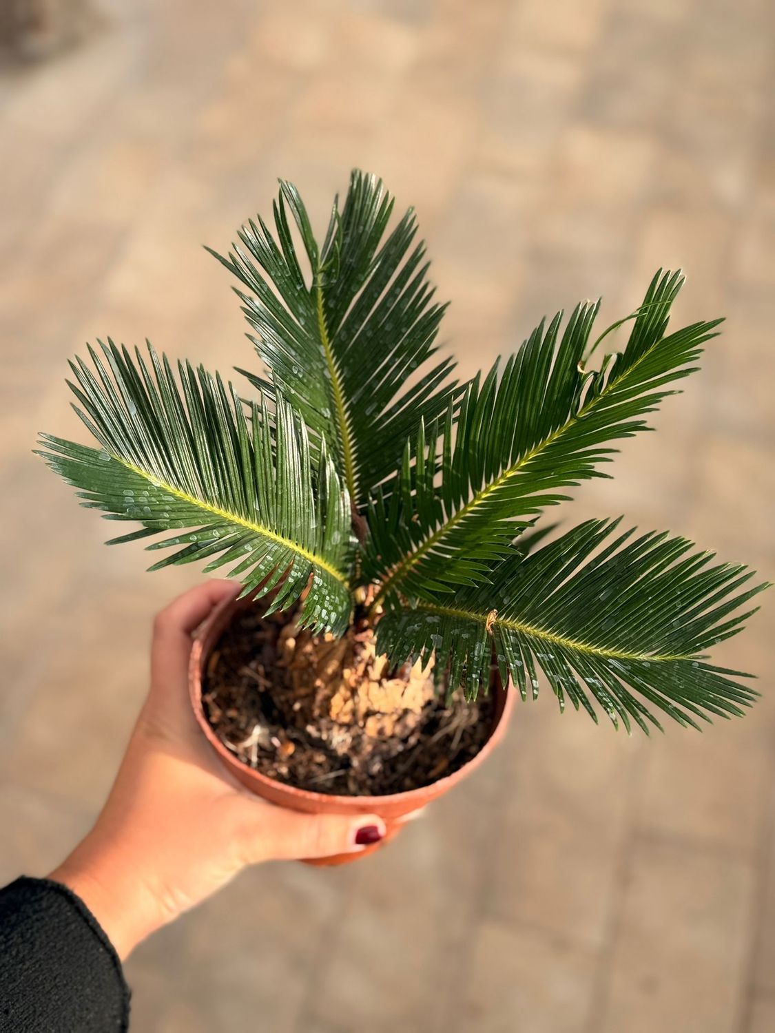 Cycas Revoluta, Cicas - vaso Ø14 cm