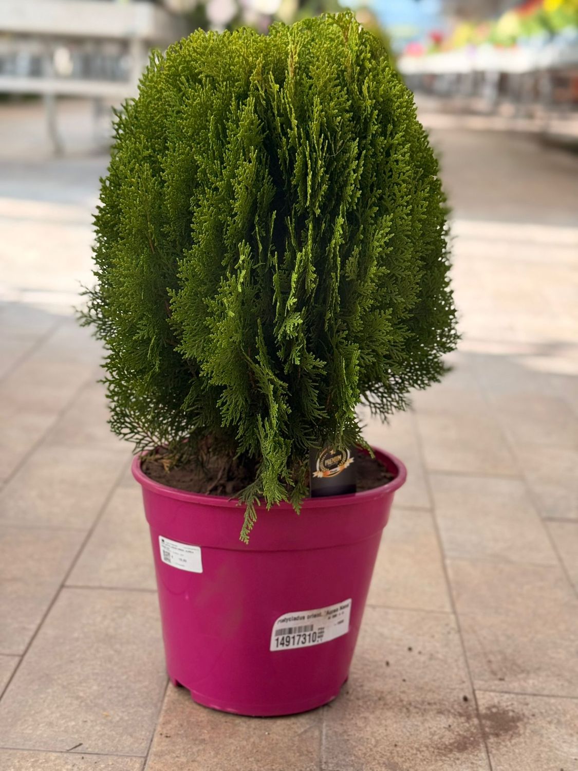 Platycladus orientalis &#39;Aurea nana&#39; - vaso Ø24 cm