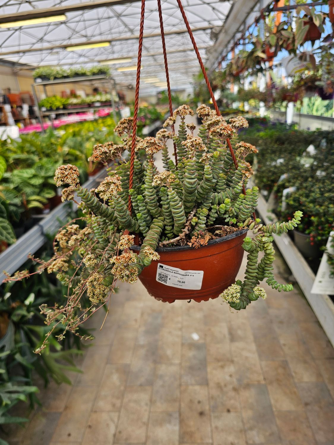 Crassula Marnieriana - vaso Ø14 cm FOTO OTTOBRE 2025