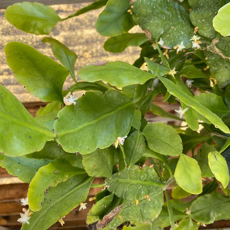 Rhipsalis ramulosa - vaso Ø14 cm Rhipsalis ramulosa - vaso Ø14 cm