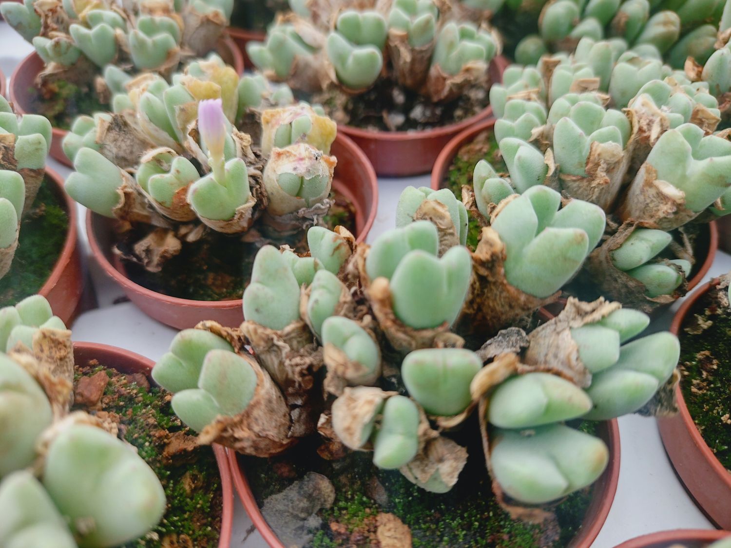 Conophytum Bilobum - vaso Ø5,5 cm