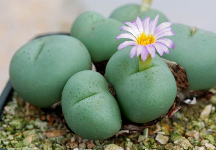 Conophytum globosum - vaso Ø5,5cm