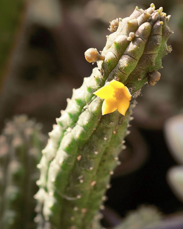 Stapelia, Echinopsis cereiformis - vaso Ø5,5 cm
