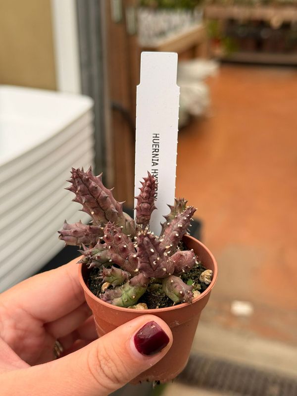 Stapelia Huernia Hystrix - vaso Ø5 cm