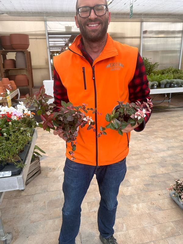 Falso Gelsomino Tricolore, Trachelospermum jasminoides Asiaticum Tricolor -  vaso Ø10 cm Falso Gelsomino Tricolore, Trachelospermum jasminoides Asiaticum Tricolor -  vaso Ø10 cm