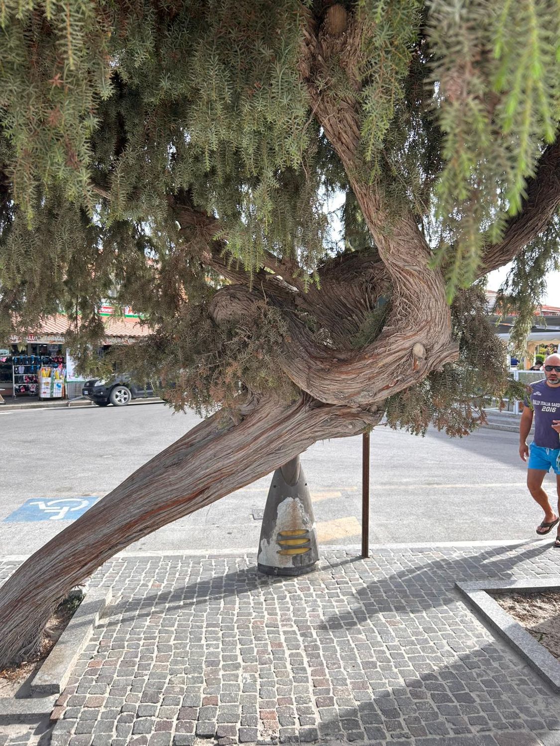 Ginepro fenicio, Juniperus phoenicea - vaso Ø18 cm Ginepro fenicio, Juniperus phoenicea - vaso Ø18 cm