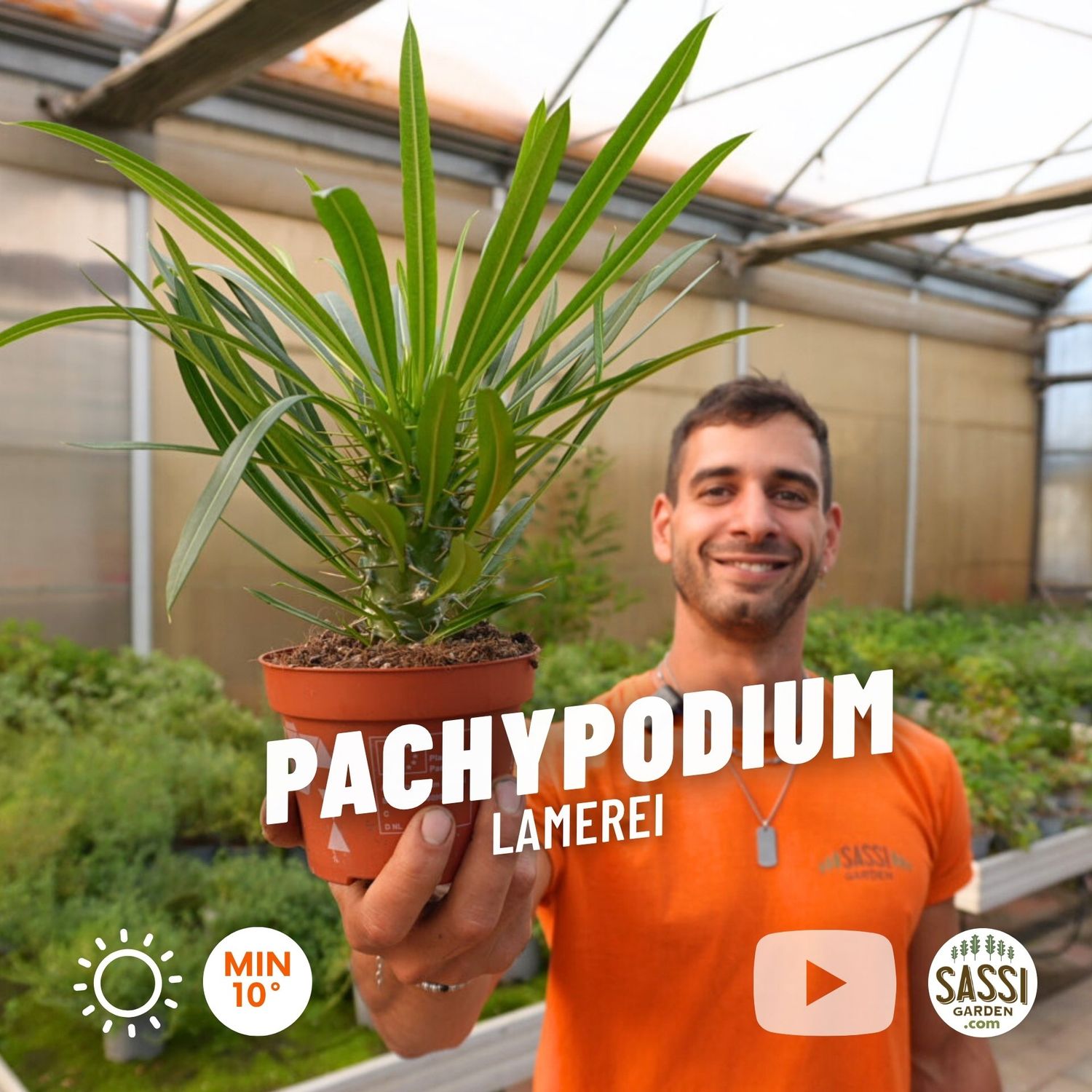 Pachypodium Lamerei, Palma del Madagascar - vaso Ø12 cm