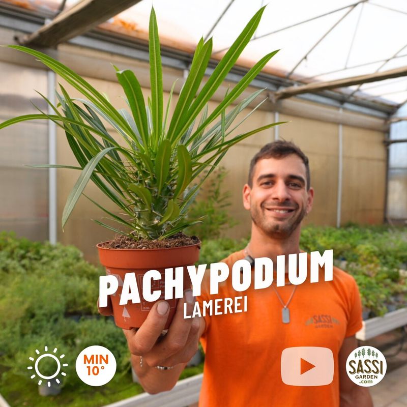 Pachypodium Lamerei, Palma del Madagascar - vaso Ø12 cm