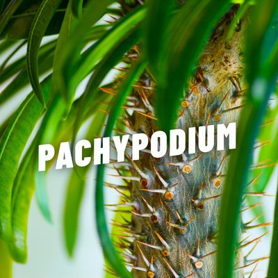 PACHYPODIUM