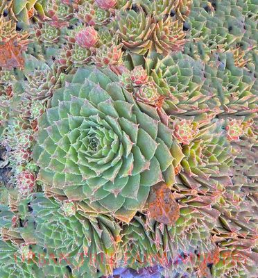 Sempervivum Tectorum - vaso Ø5.5 cm