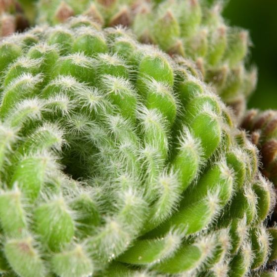 Sempervivum Ciliosum - vaso Ø5.5 cm Sempervivum Ciliosum - vaso Ø5.5 cm