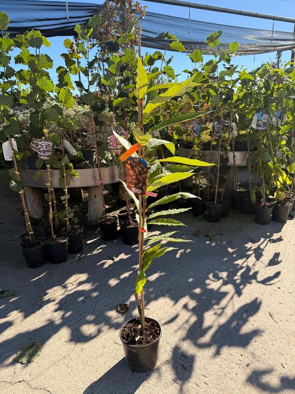 Castanea sativa 'Marrone di Marradi' - vaso Ø15 cm Castanea sativa 'Marrone di Marradi' - vaso Ø15 cm