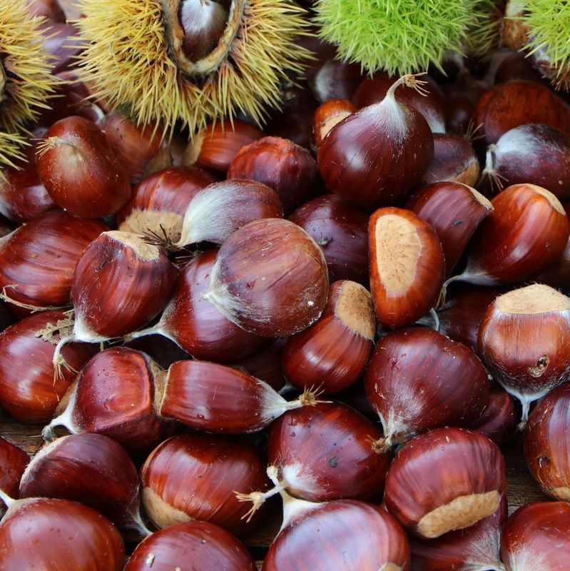 Castanea sativa 'Marrone di Marradi' - vaso Ø15 cm