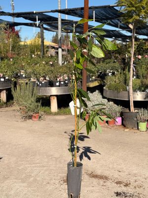 Avocado, Persea Americana Hass - vaso Ø20 cm