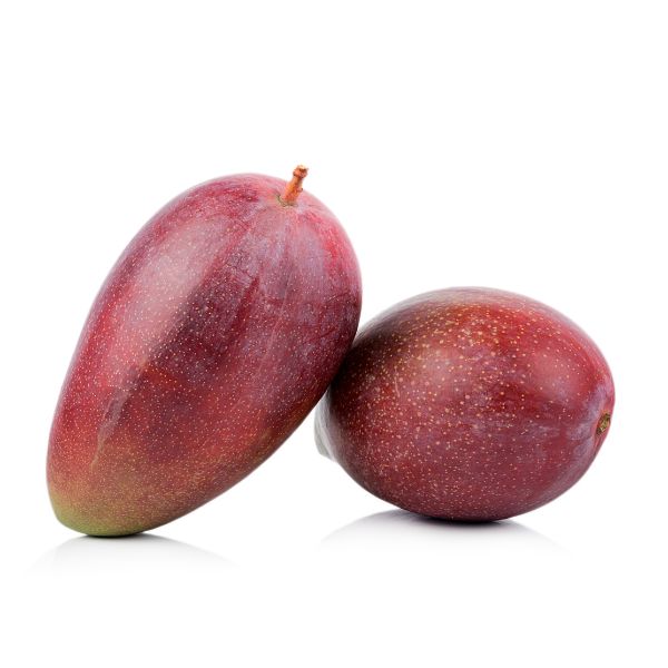 Mango Keitt, Mangifera indica 'Osteen' - vaso Ø20 cm Mango Keitt, Mangifera indica 'Osteen' - vaso Ø20 cm