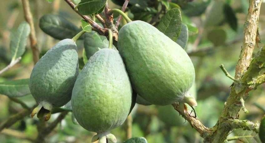 Feijoa Acca Sellowiana 'Mammouth', Fejoa - vaso Ø20 cm Feijoa Acca Sellowiana 'Mammouth', Fejoa - vaso Ø20 cm