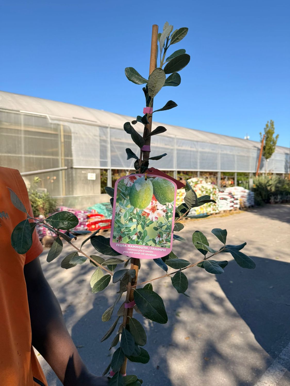 Pianta Di Feijoa Pianta Feijoa Sellowiana Vaso 22cm - Alberello Da - 9