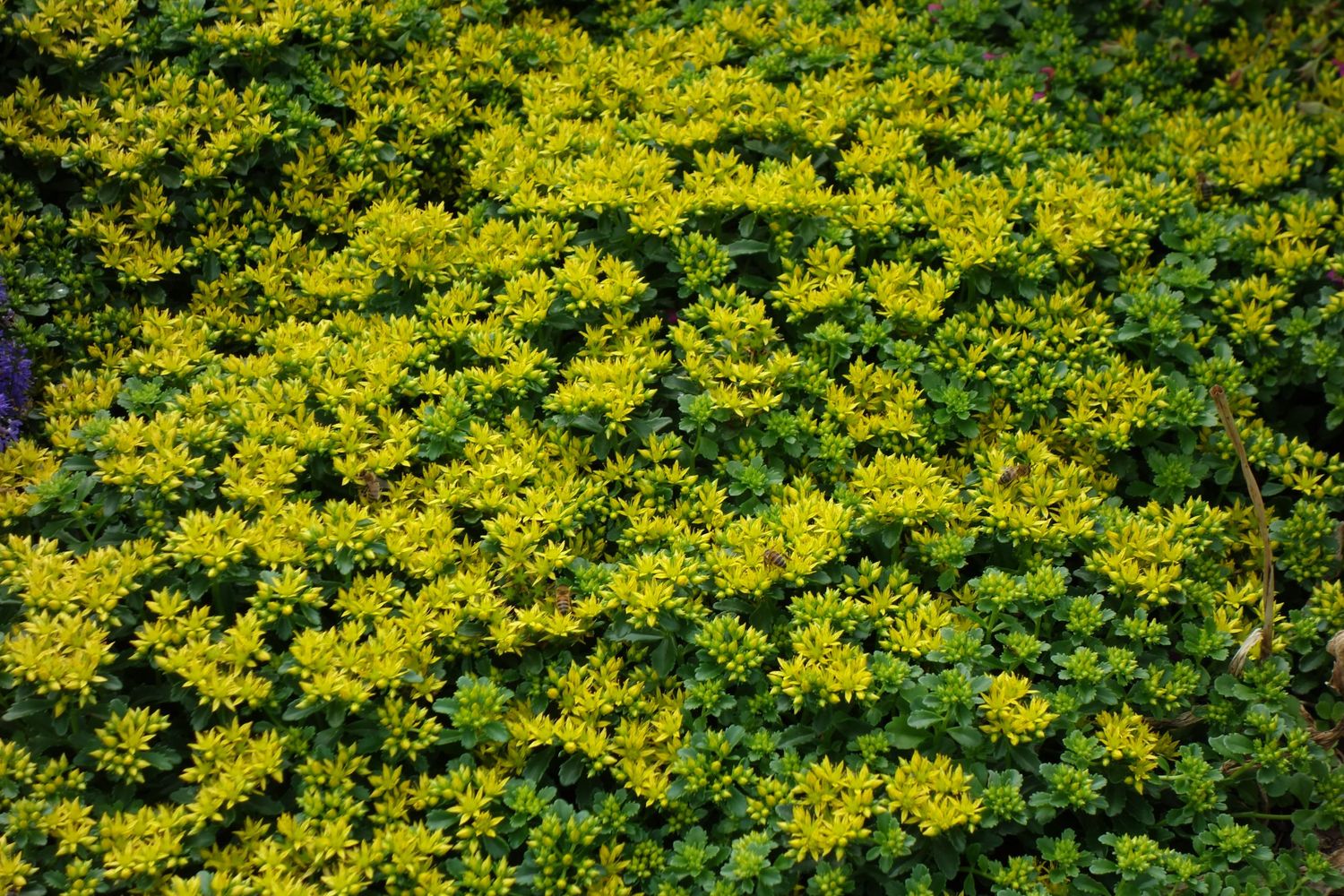 Sedum kamtschatucum var. 'Little Miss Sunshine' - vaso Ø14 cm Sedum kamtschatucum var. 'Little Miss Sunshine' - vaso Ø14 cm