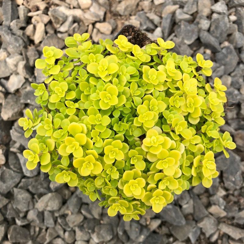 Sedum makinoi yellow - vaso Ø14 cm Sedum makinoi yellow - vaso Ø14 cm