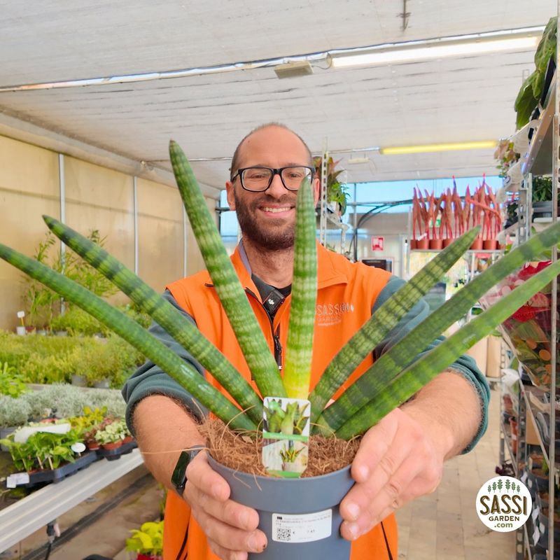 Sansevieria cylindrica 'Boncel', cilindrica - vaso Ø14 cm